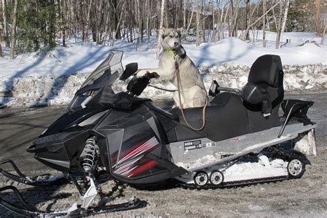 snowmobiles with dogs